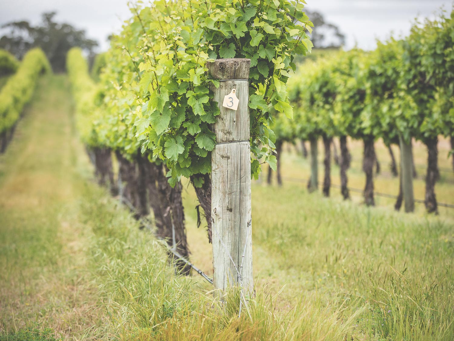 Naracoorte, Wrattonbully Wine Region, Limestone Coast, Luxury Accommodatio & Events, South Australia, Historic Homestead, Narracoorte Homestead